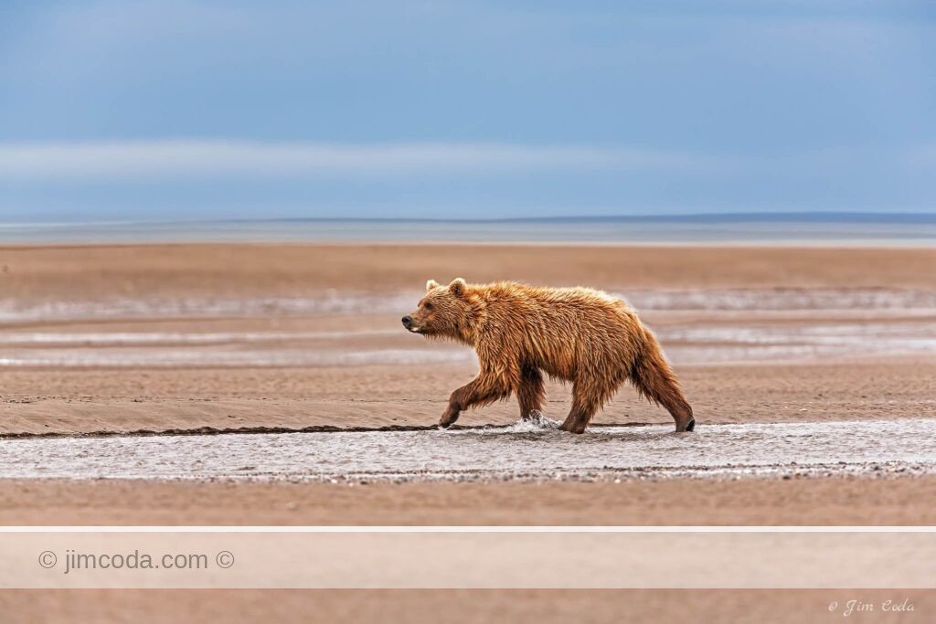 A two-year old brown bear cub walks in the tidelands near Silver Salmon Creek in Lake Clark National Park.