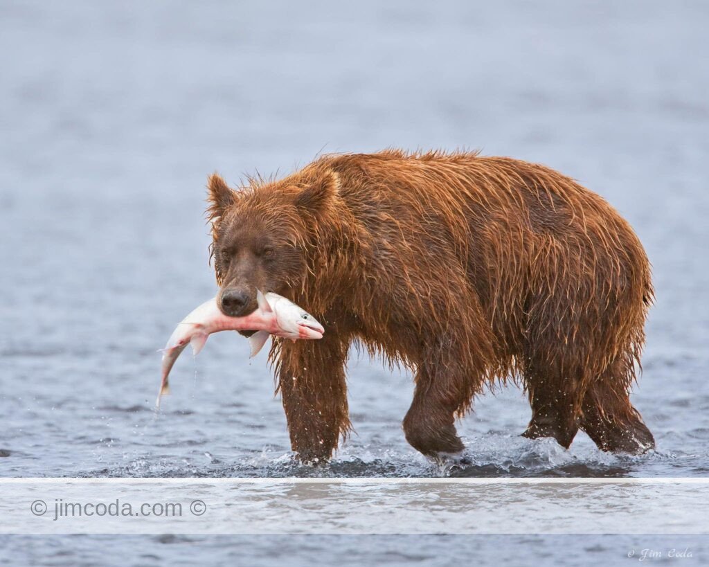 A brown bear catches a salmon at Silver Salmon Creek.