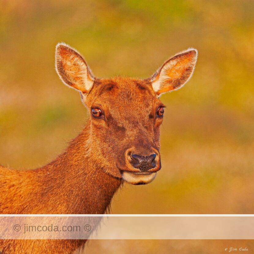 A tule elk cow faces the sun at sunset in the Tomales Point elk enclosure.