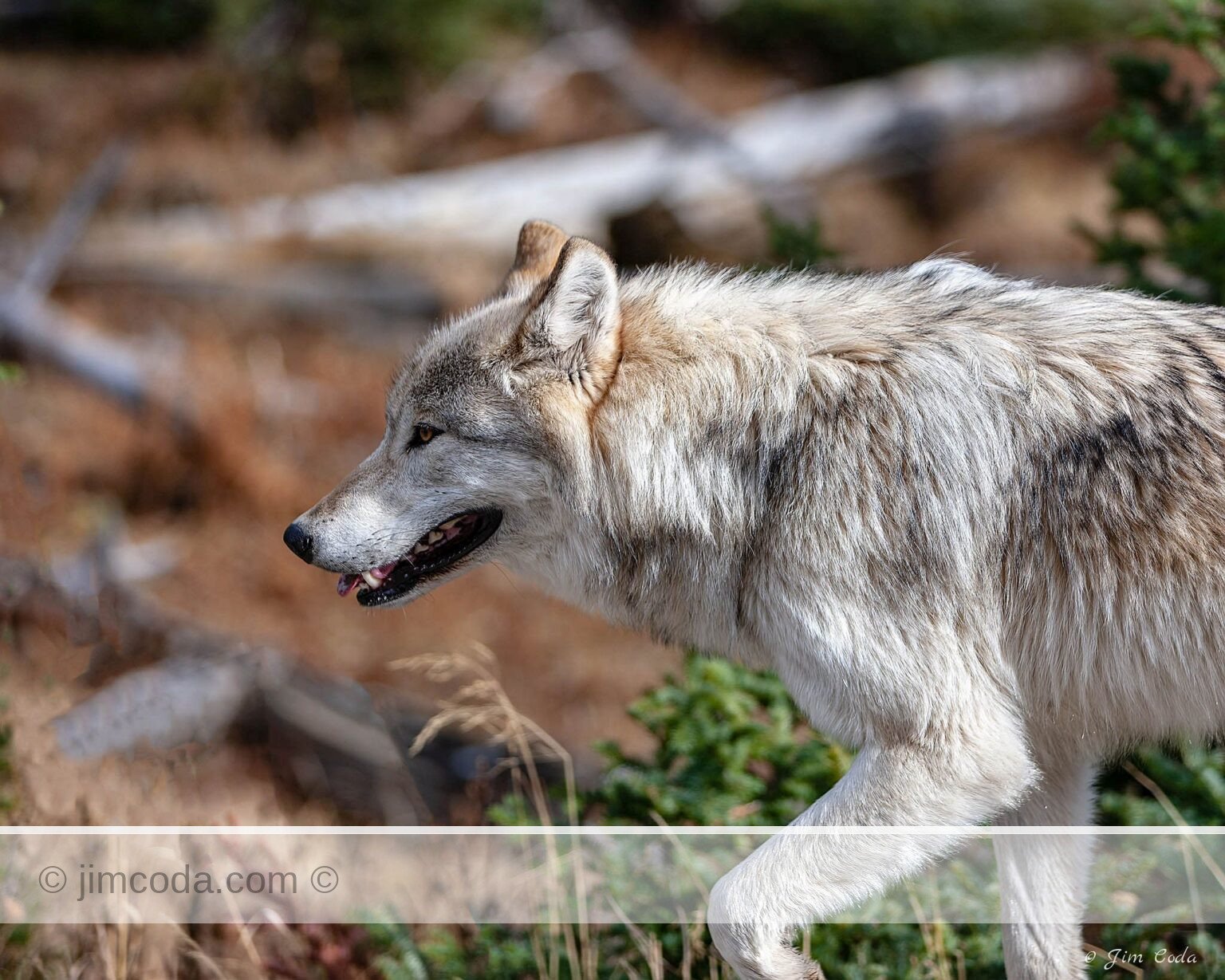 A gray wolf walks near North Twin Lake.