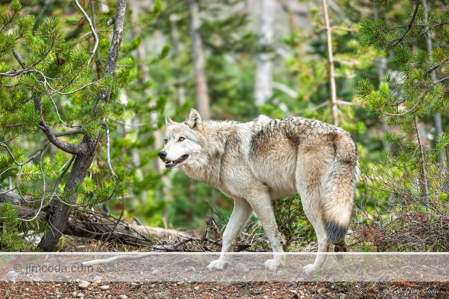 The young alpha female of the Canyon Pack stops for a moment.