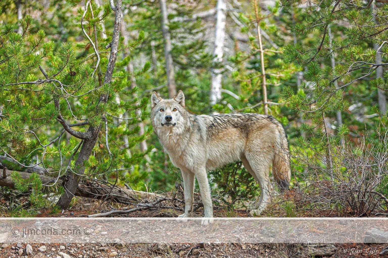 The young alpha female of the Canyon Pack stops on her way to North Twin Lake and an elk carcass.