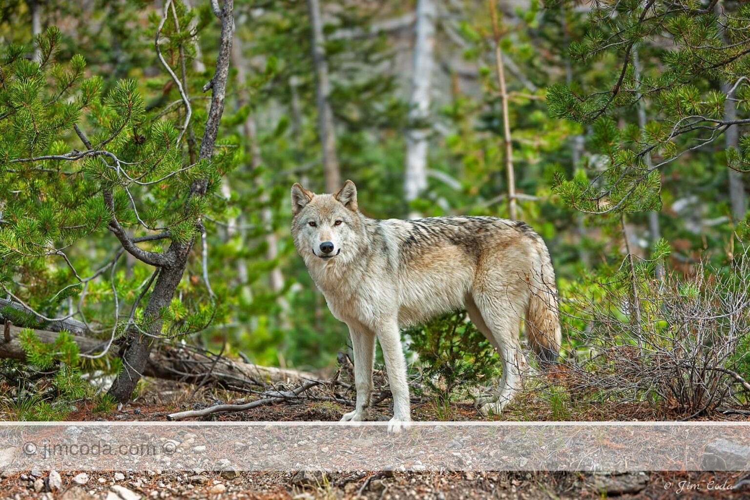 The young alpha female of the Canyon Pack stops for a photo near North Twin Lake. in Yellowstone National Park.