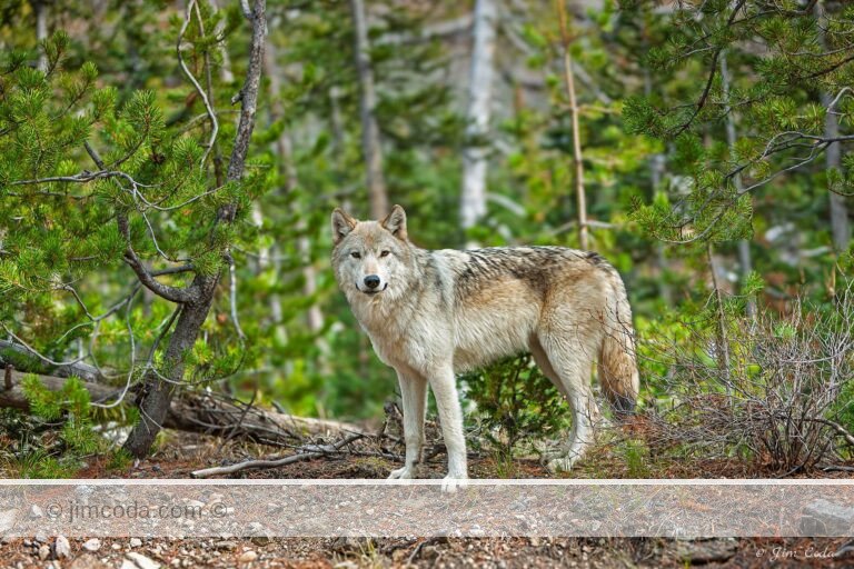 The young alpha female of the Canyon Pack stops for a photo near North Twin Lake. in Yellowstone National Park.