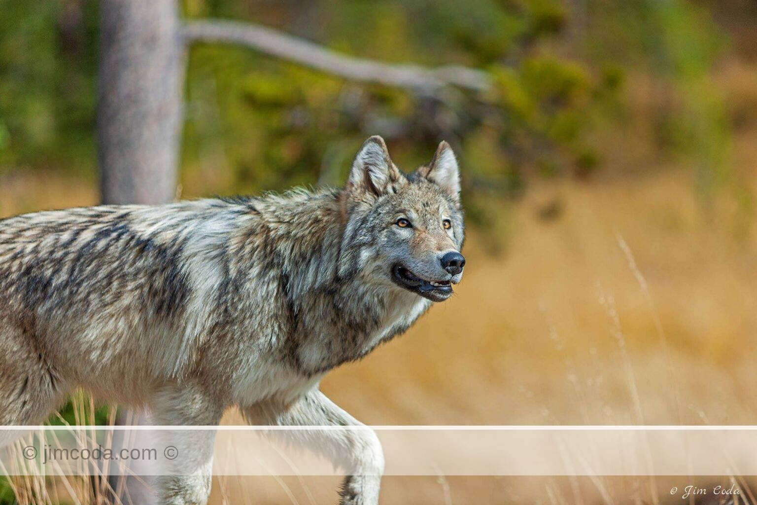 A male wolf is spotted in the western portion of Yellowstone National Park.