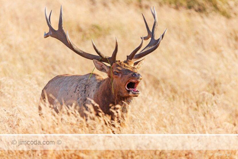 A bull tule elk calls during the rut in Point Reyes National Seashore.