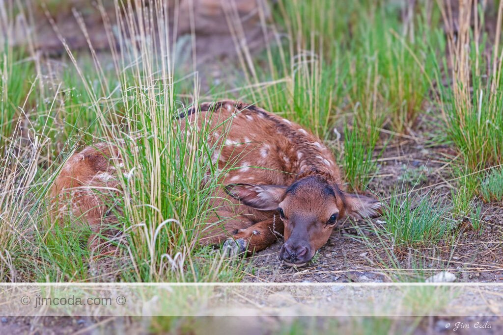 A newborn elk calf hides near the north entrance to Yellowstone National Park.