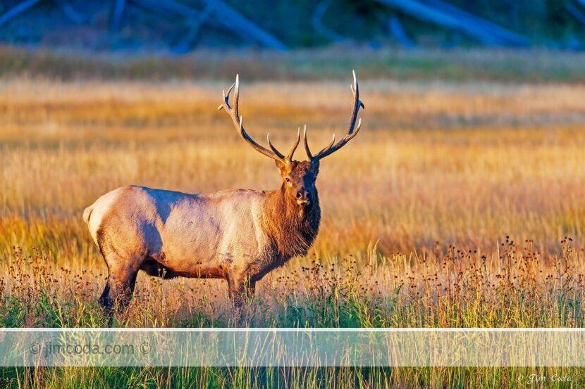 Bull elk in Yellowstone National Park.