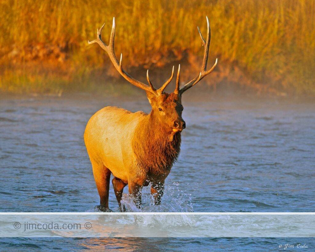 A bull elk crosses the Madison River at sunrise.