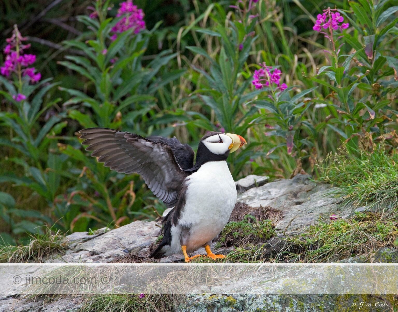 A horned puffin stretches its wings on Duck Island, Alaska.