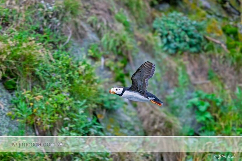 A horned puffin flies near Duck island in Cook Inlet, Alaska.