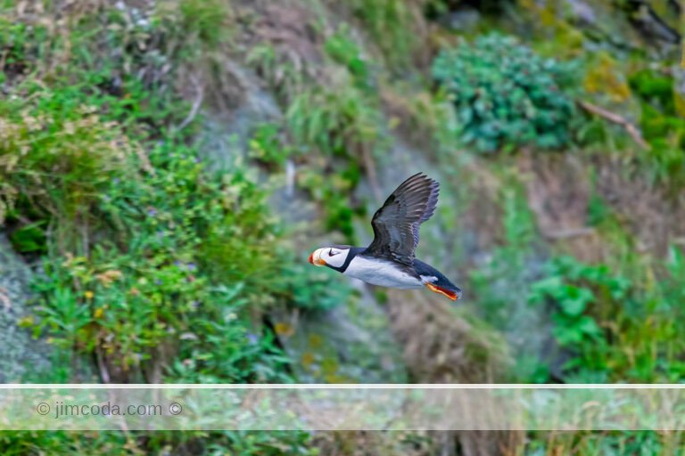 A horned puffin flies near Duck island in Cook Inlet, Alaska.