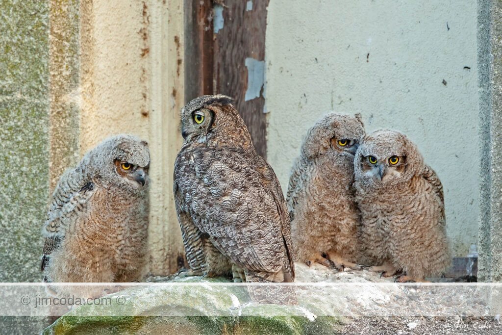 A mother owl waits for an owlet to fledge at St. Vincent's School for Boys, Marin County, California.
