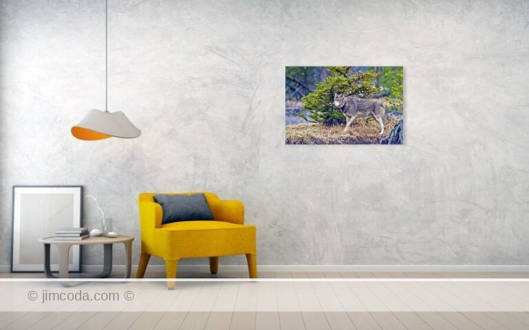 This image was captured at Twin Lakes. The wolf stands near the carcass of a cow elk it had killed.