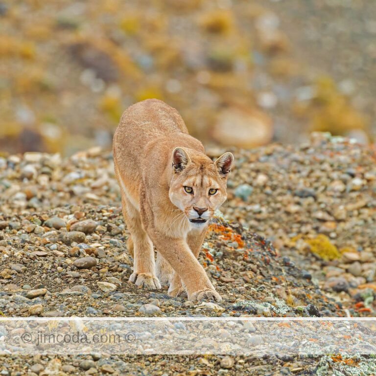 A puma walks through the eastern portion of Torres del Paine National Park.