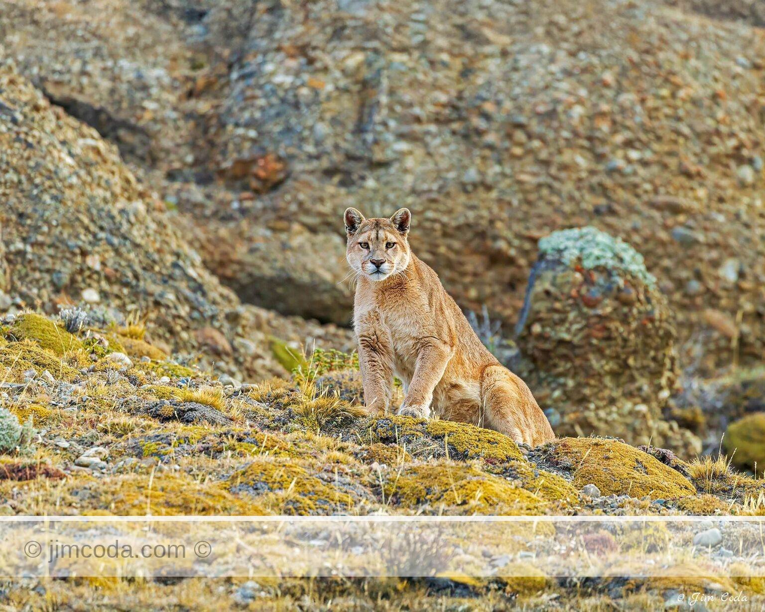 A female puma gazes out from where she had been sleeping in Torres del Paine National Park.