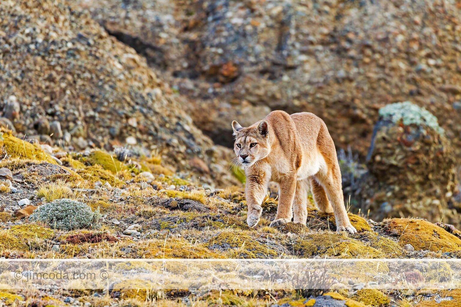 A puma moves through the eastern portion of Torres del Paine National Park.