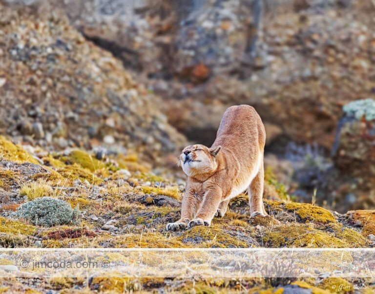 A female puma stretches in Torres del Paine National Park.
