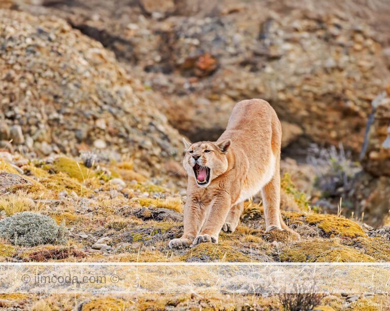 After a rest, a puma stands and yawns in Torres del Paine National Park.
