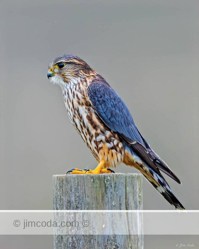 A merlin perches on a fence post as it scans for prey in Point Reyes National Seashore.