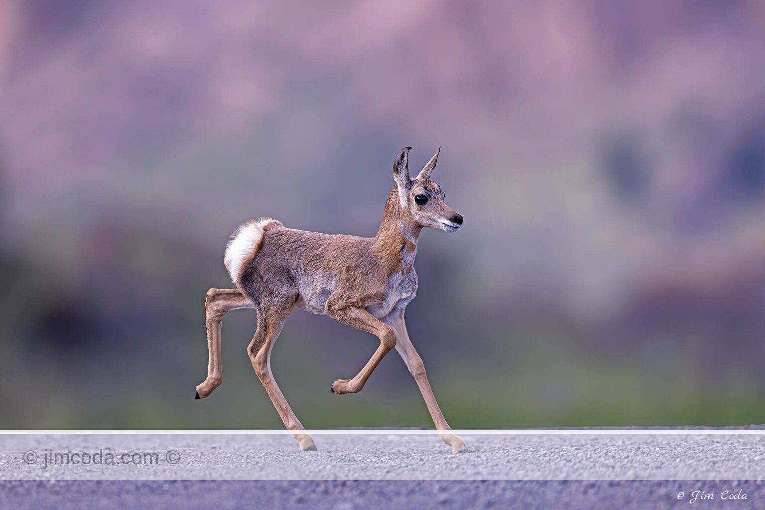 Photo of a little fawn prancing ahead of a buck pronghorn in Yellowstone National Park.