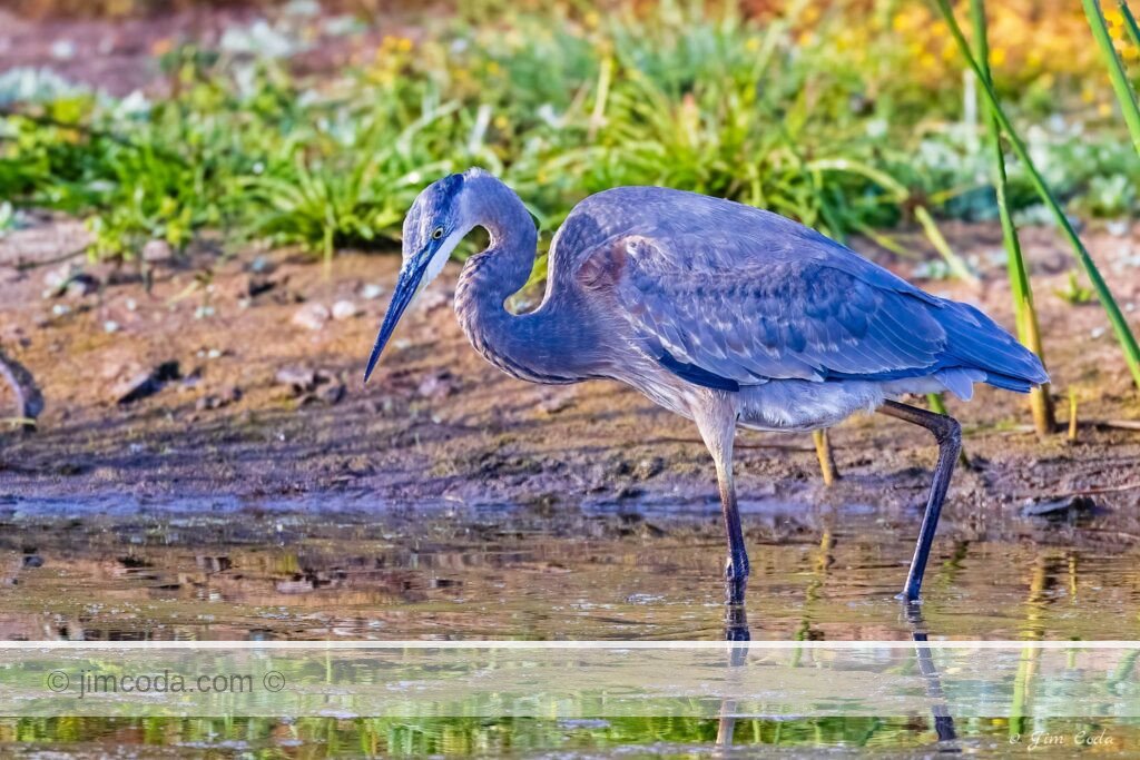 A great blue heron fishes at Point Reyes National Seashore.