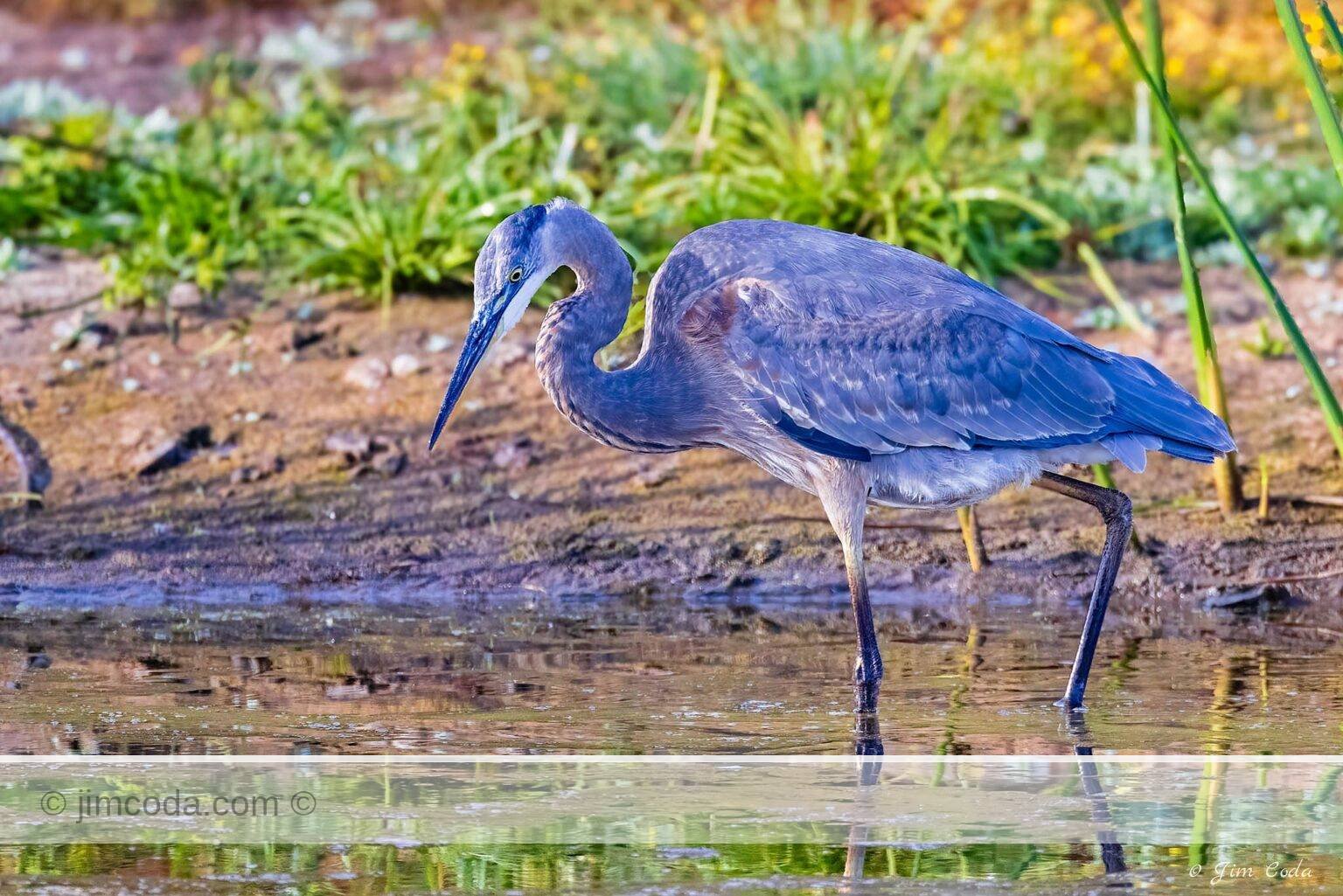A great blue heron fishes at Point Reyes National Seashore.