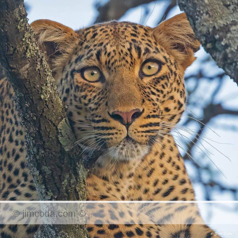 A mother leopard takes a break in a tree while her cub waits below.