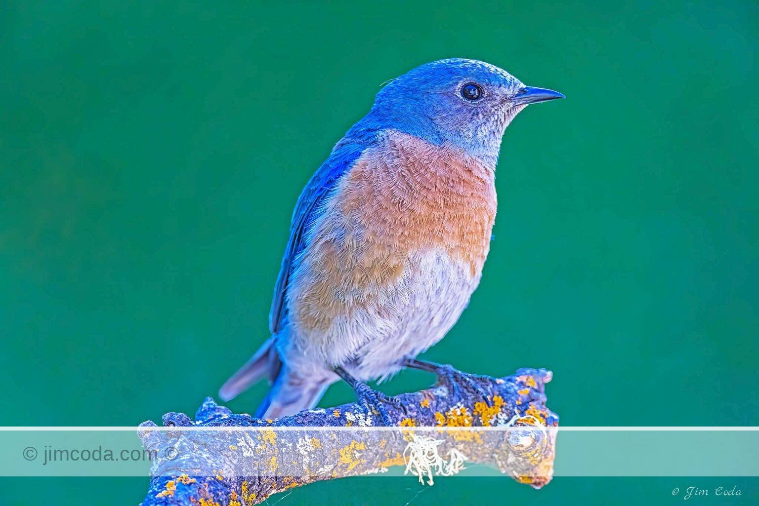 A male Western Bluebird perches on a broken limb in Petaluma, California.
