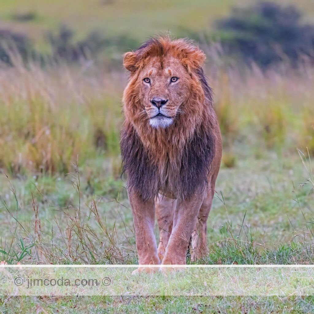 A male lion, the co-leader of a pride of lions in the Olare Motorogi Conservancy, poses for a photo.
