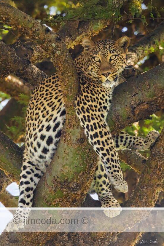 A leopard is spotted in a tree in the Ol kinyei Conservancy in Kenya.