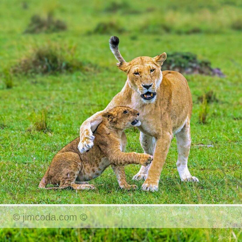 A lion cub play-fights with an adult female in Kenya.