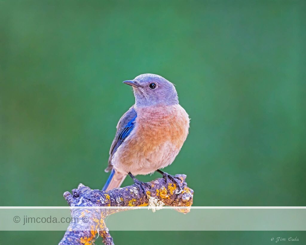 A western bluebird perches on a broken branch.