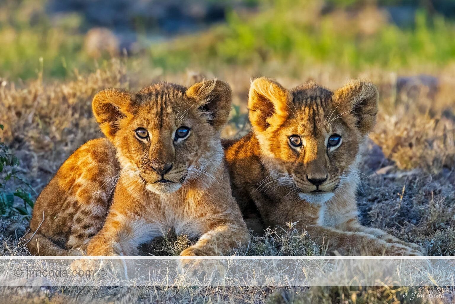 Two lion cubs stare at the camera in the Naboisho Conservancy, Kenya.