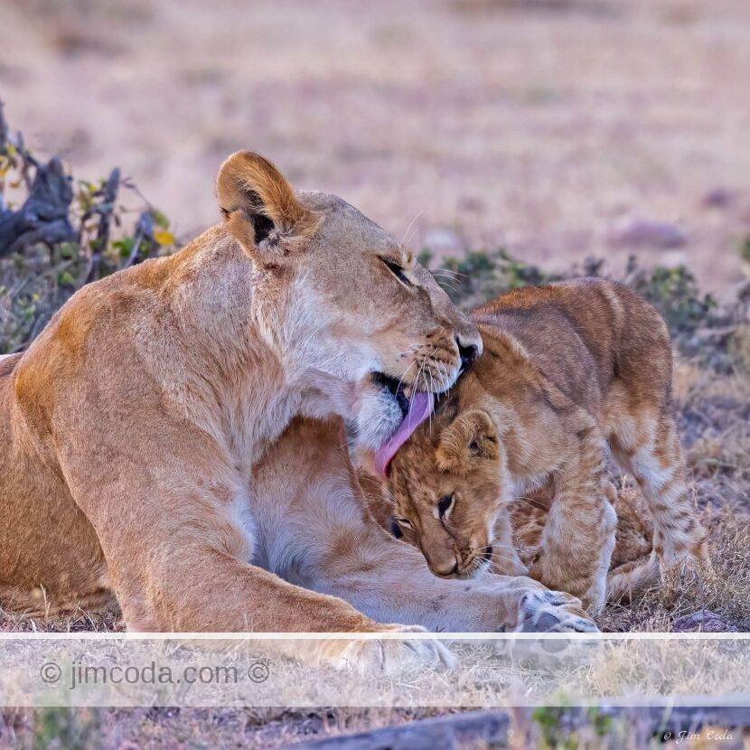 A lioness giver her cub a bath in Kenya.