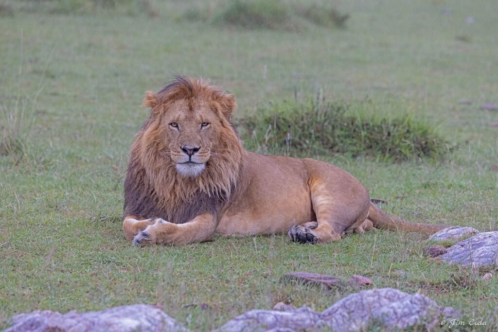 A male lion takes a rest in the Olare Motorogi Conservancy in Kenya.