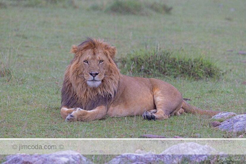 A male lion takes a rest in the Olare Motorogi Conservancy in Kenya.