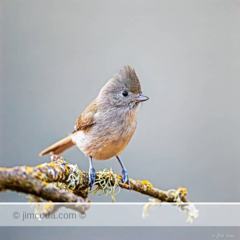 An oak titmouse perches on a lichen-covered branch in Petaluma, California.
