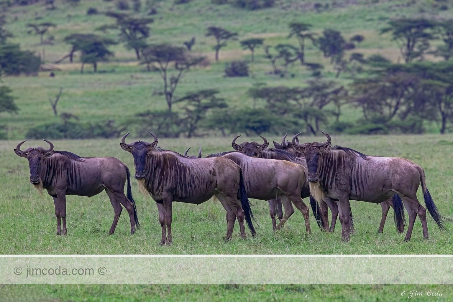 Some wildebeests graze in the Olare Motorogi Conservancy, kenya.