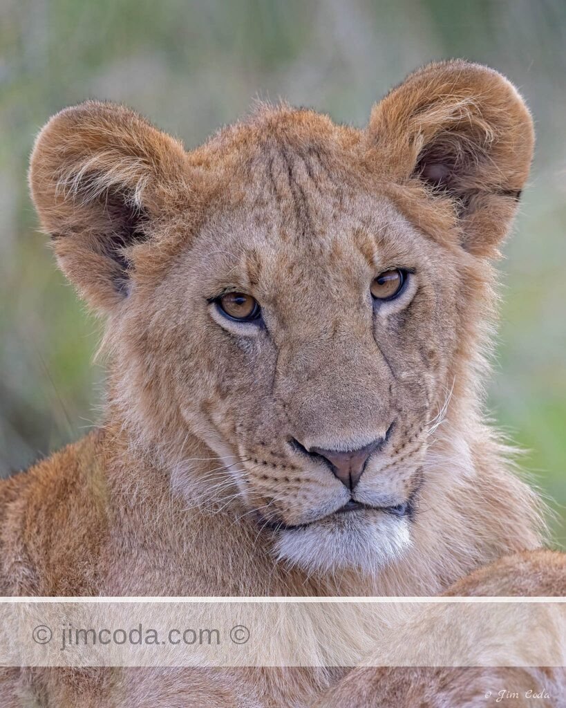 A lion cub gets its picture taken in Kenya.