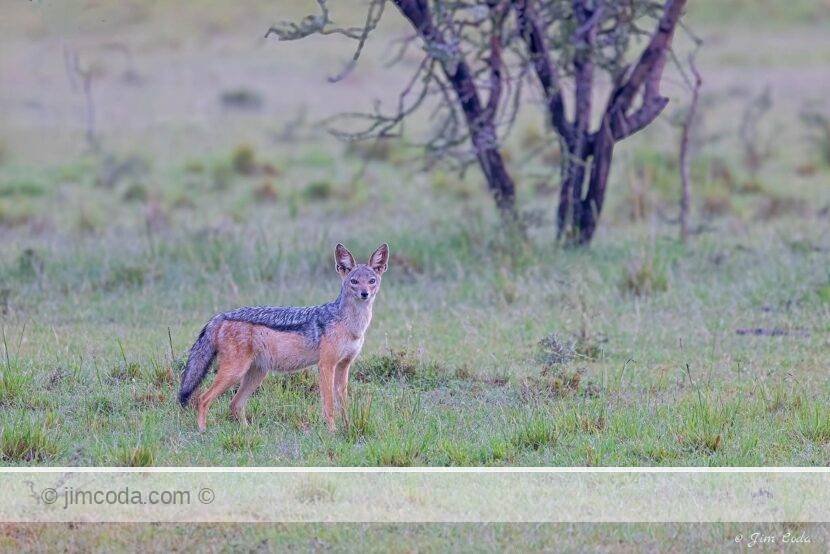 A black-backed jackal stops while hunting in the Olare Motorogi Conservancy area of Kenya.