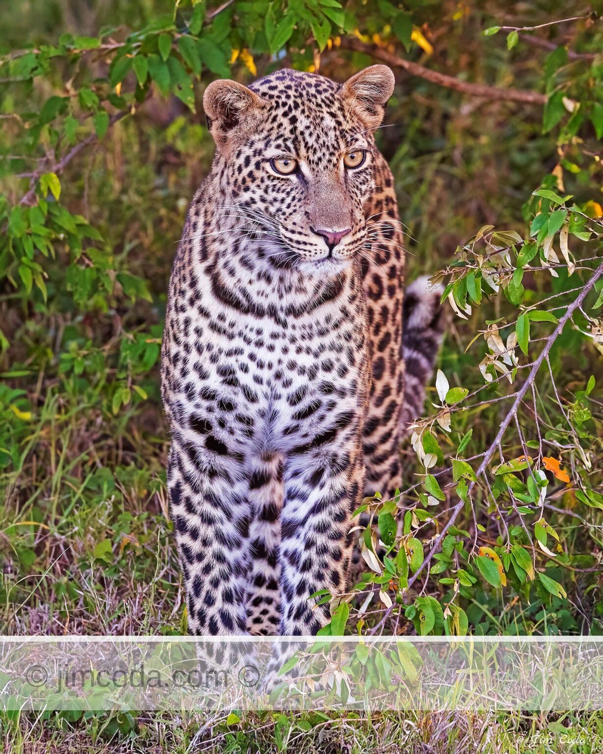 A leopard emerges from dense brush in the Ol Kinyei Conservancy, Kenya.