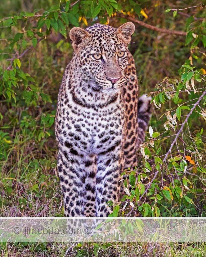 A leopard emerges from dense brush in the Ol Kinyei Conservancy, Kenya..