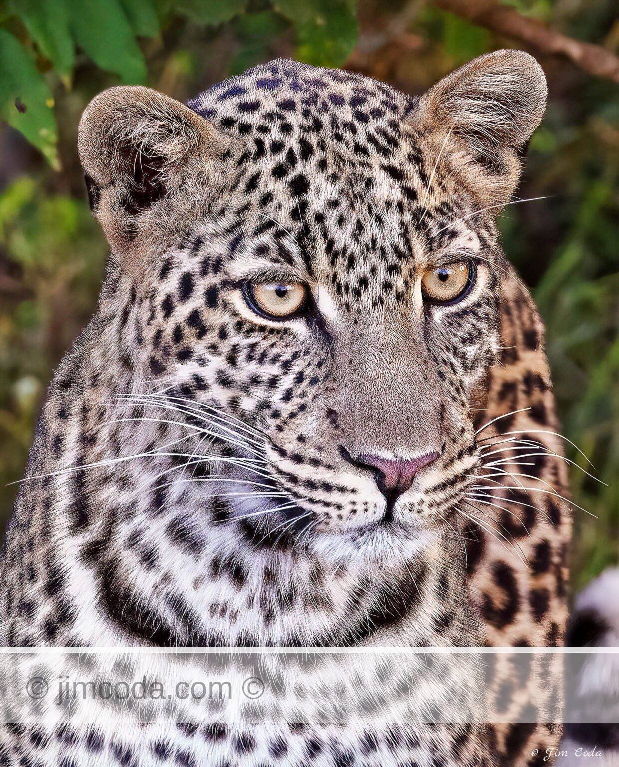 A female leopard stops for a portrait in the Ol Kinyei Conservancy in Kenya.