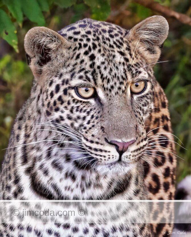 A female leopard stops for a portrait in the Ol Kinyei Conservancy in Kenya.