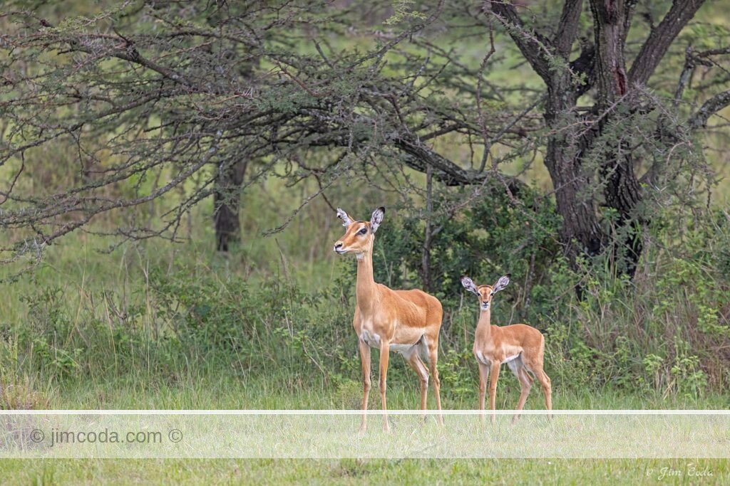 A female impala and her fawn pose for the camera in the Olare Motorogi Conservancy area adjacent to the Maasai Mara National Reserve in Kenya.