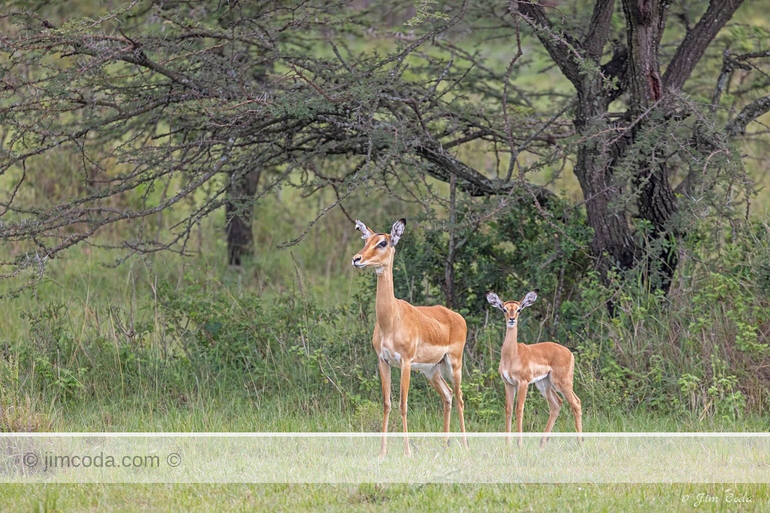 A female impala and her fawn pose for the camera in the Olare Motorogi Conservancy area adjacent to the Maasai Mara National Reserve in Kenya.
