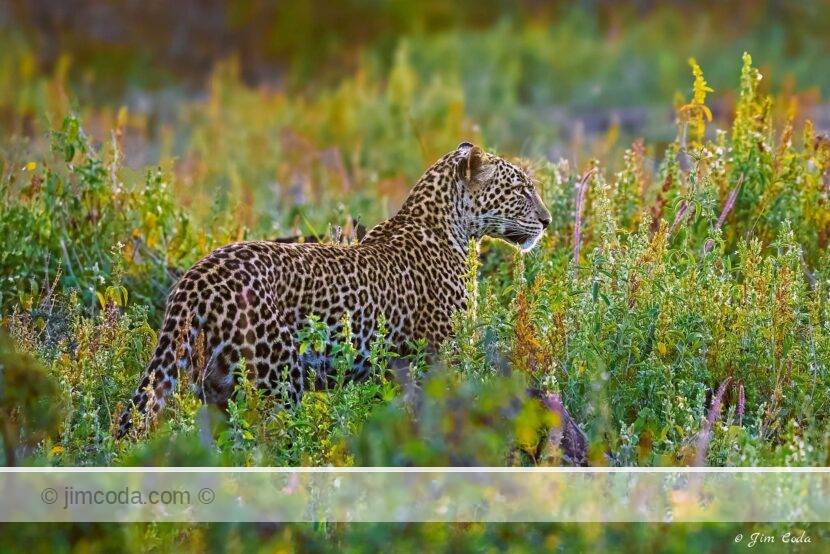 This female leopard stopped in a field of wildflowers at sunrise.