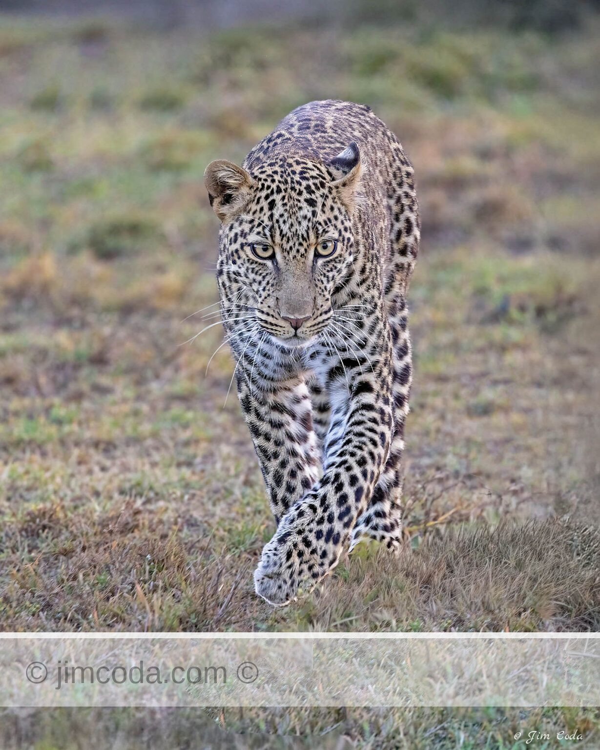 A leopard moves to another area of its territory in the Ol Kinyei Conservancy.