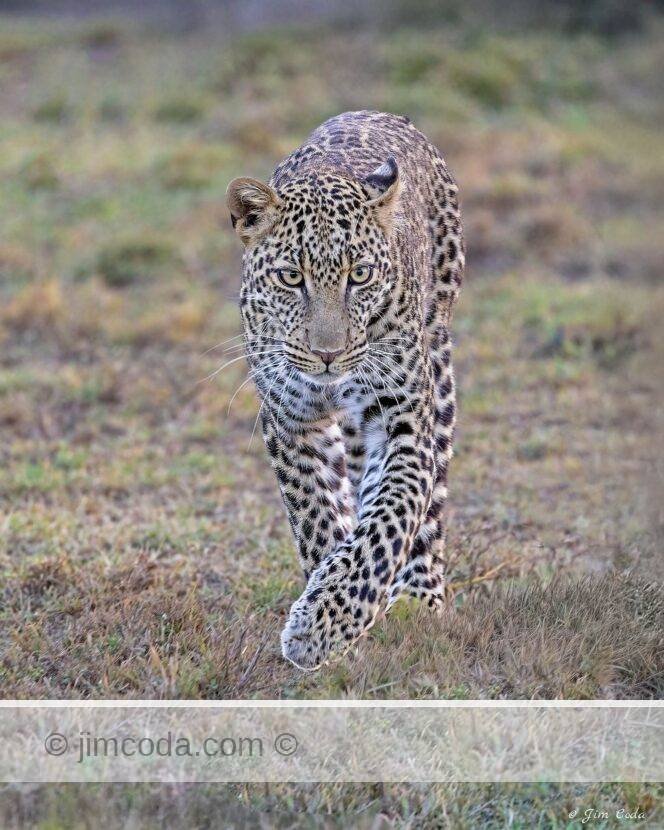 A leopard moves to another area of its territory in the Ol Kinyei Conservancy..